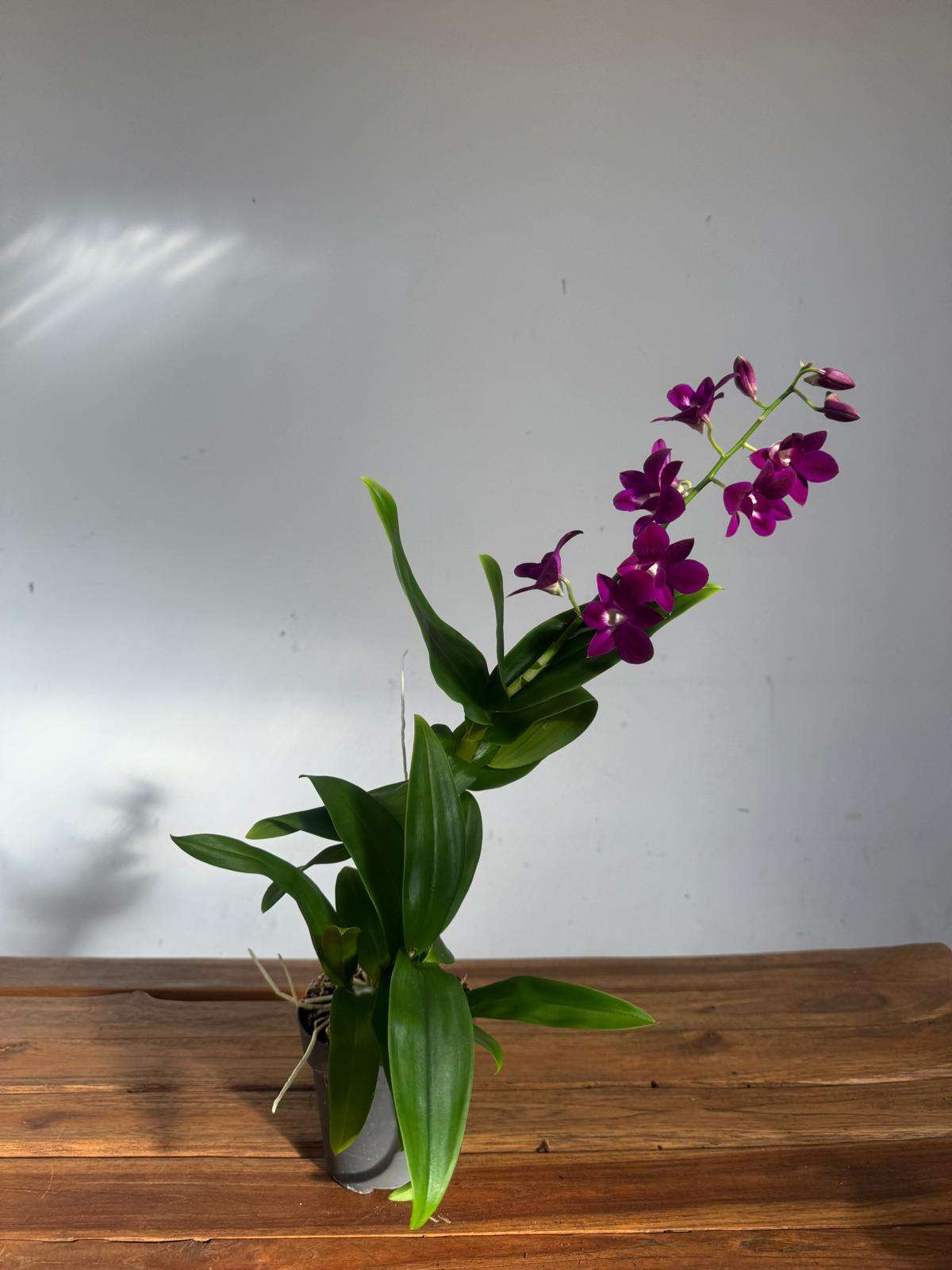 Dendrobium Sa-Nook - V.12 - Image 2
