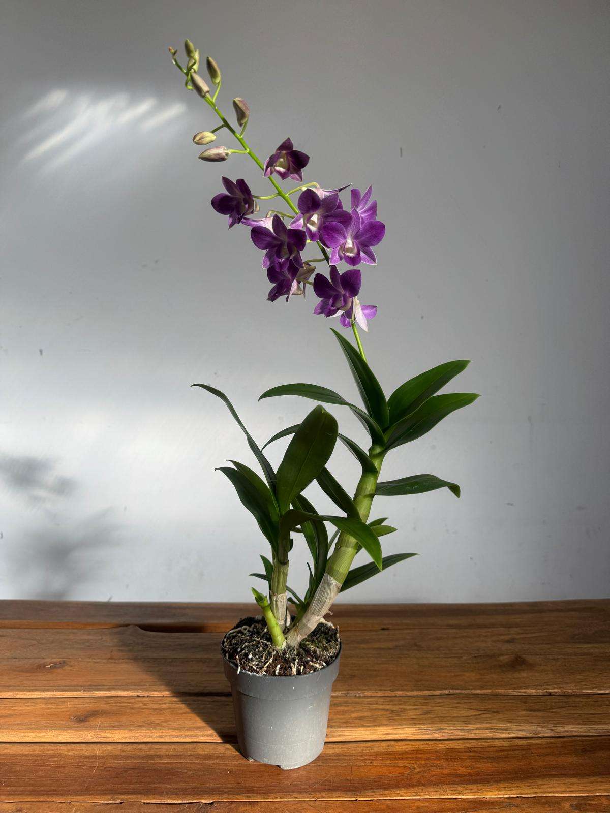 Dendrobium Sa-Nook - V.12 - Image 2