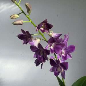 Dendrobium Sa-Nook - V.12