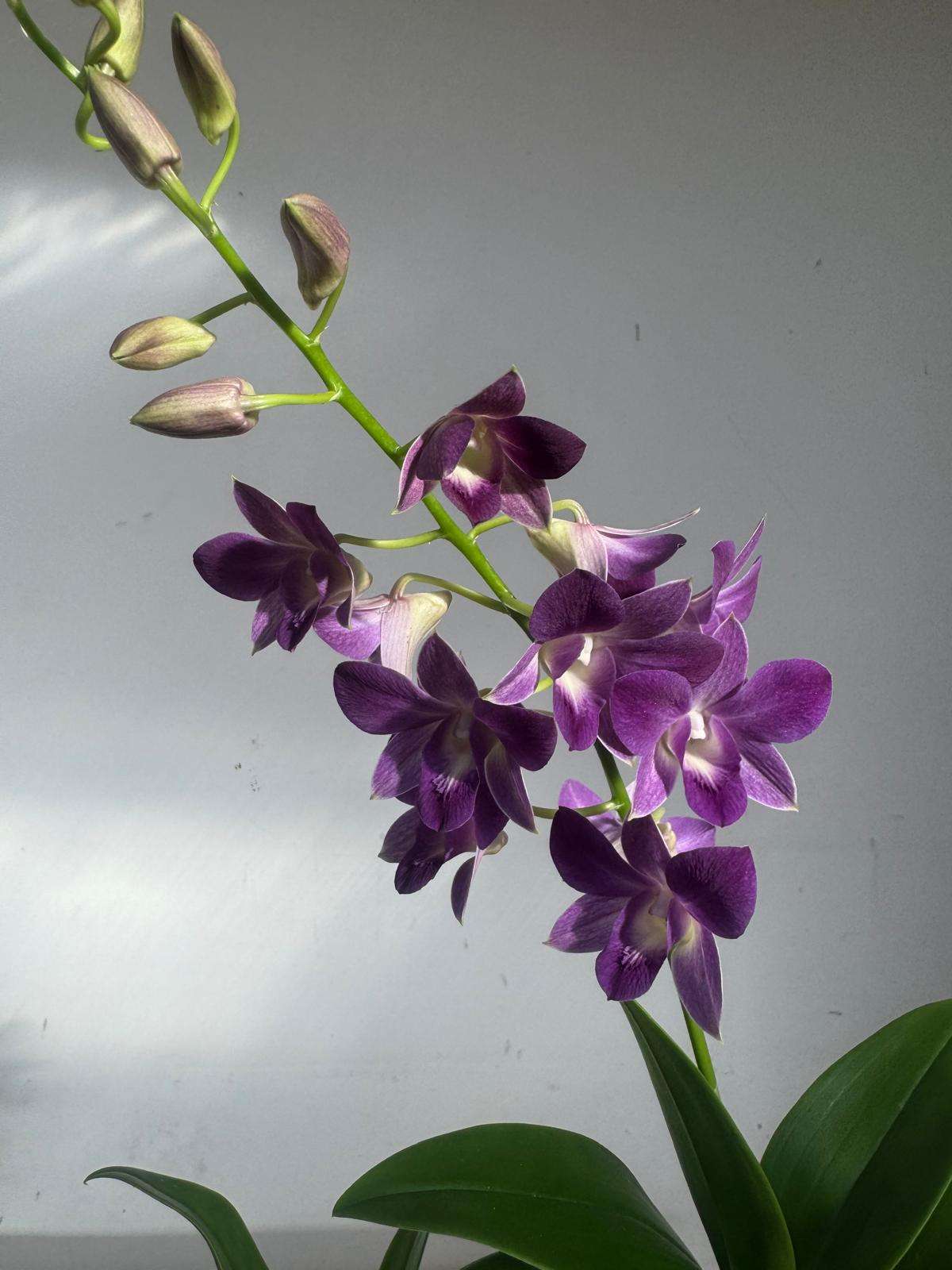Dendrobium Sa-Nook - V.12