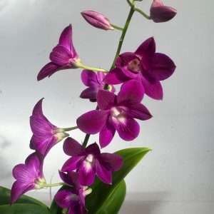 Dendrobium Sa-Nook - V.12