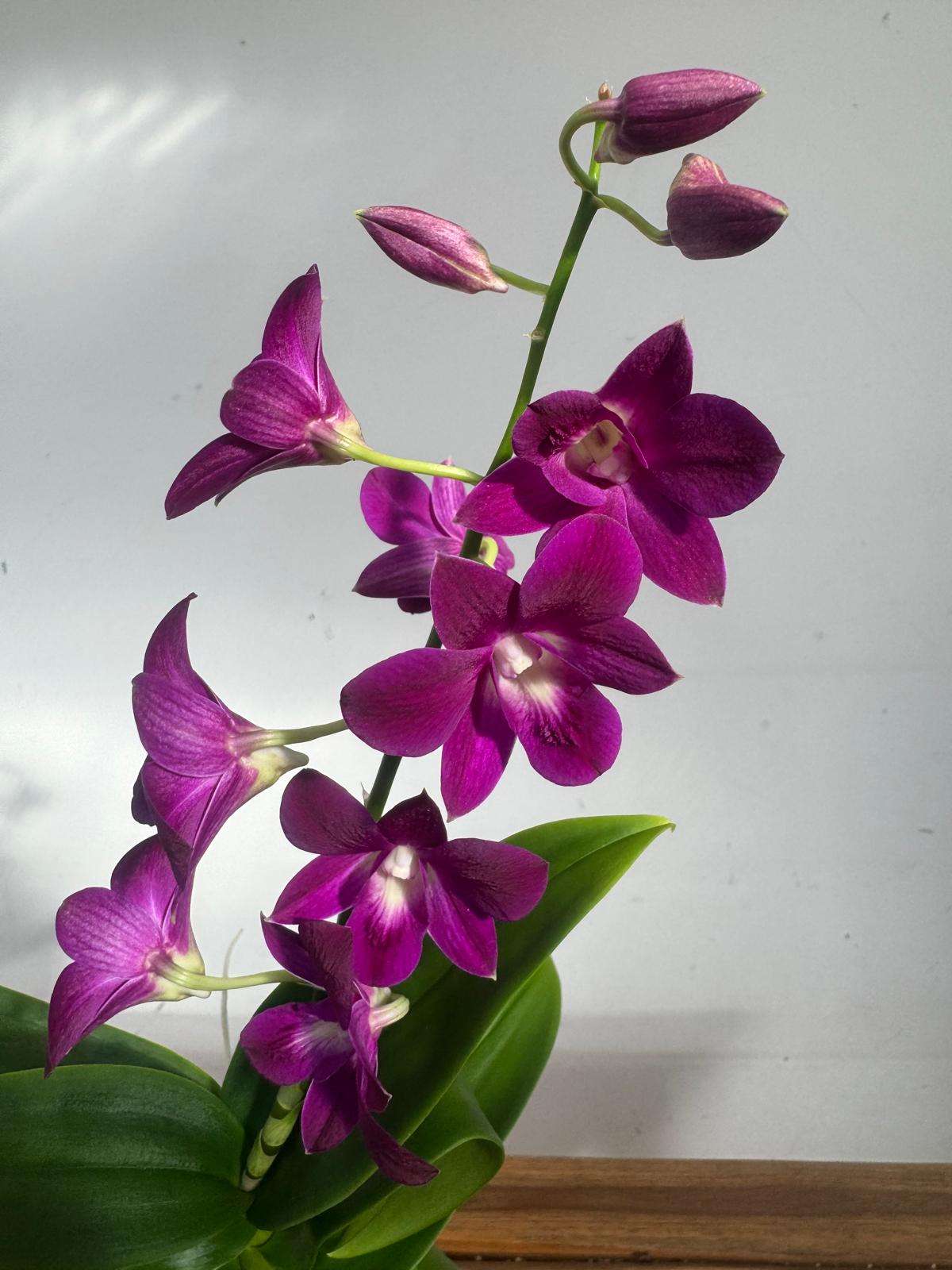 Dendrobium Sa-Nook - V.12