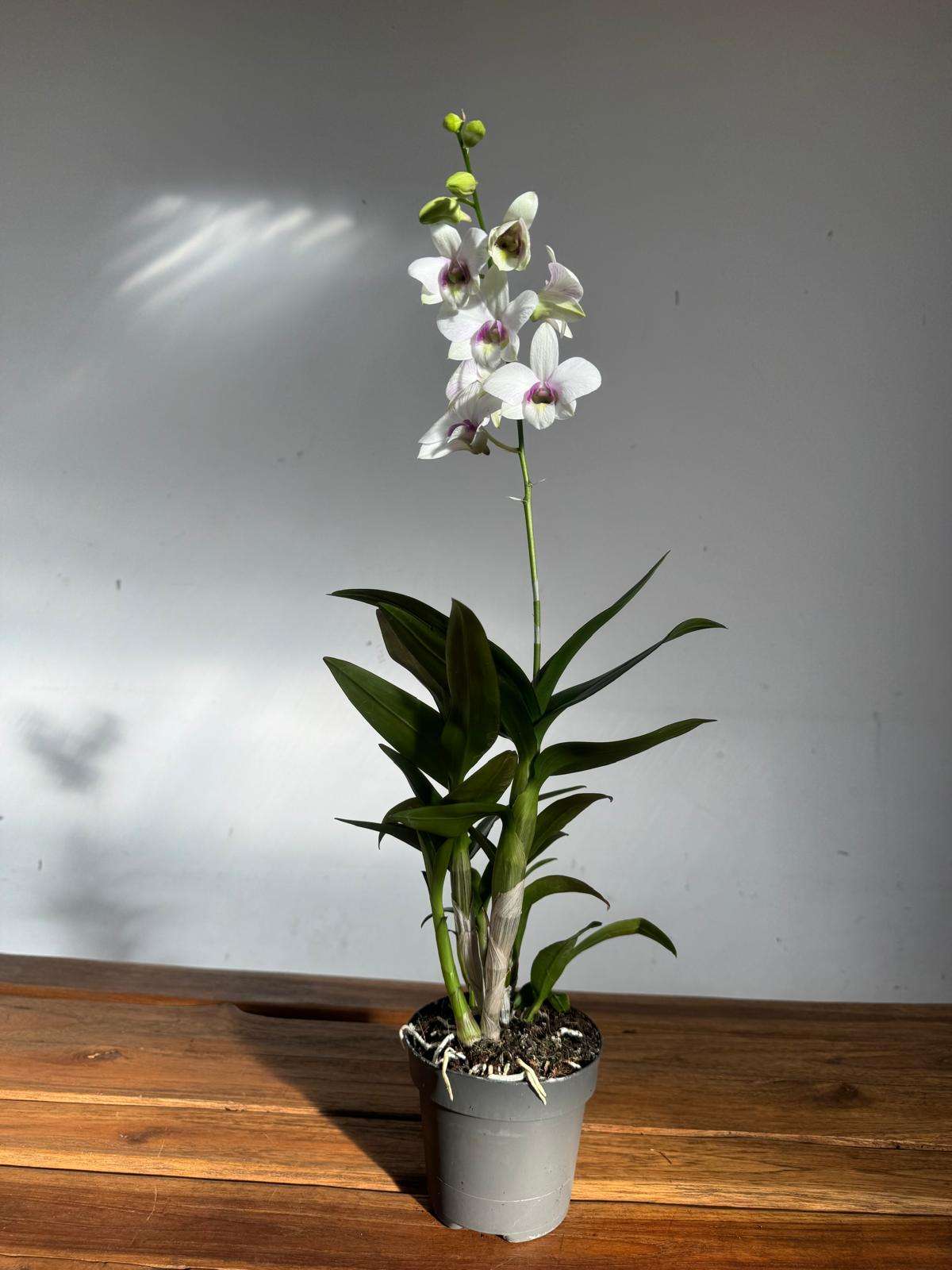 Dendrobium Sa-Nook - V.12 - Image 2