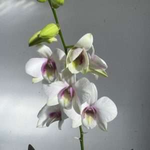 Dendrobium Sa-Nook - V.12