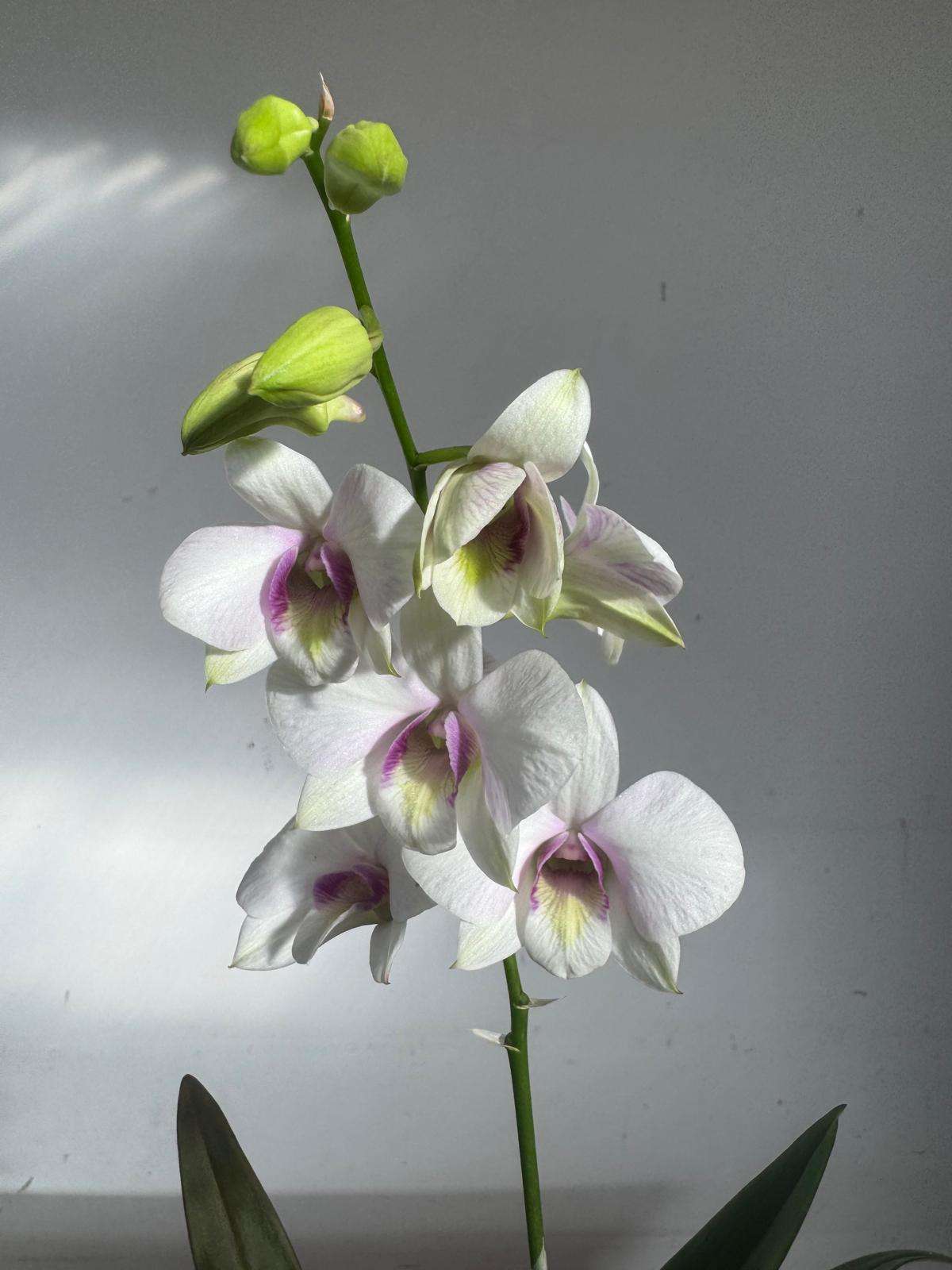 Dendrobium Sa-Nook - V.12