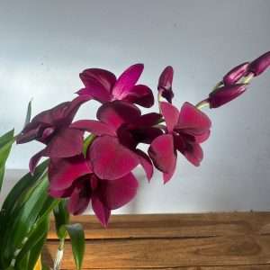 Dendrobium Sa-Nook - V.12
