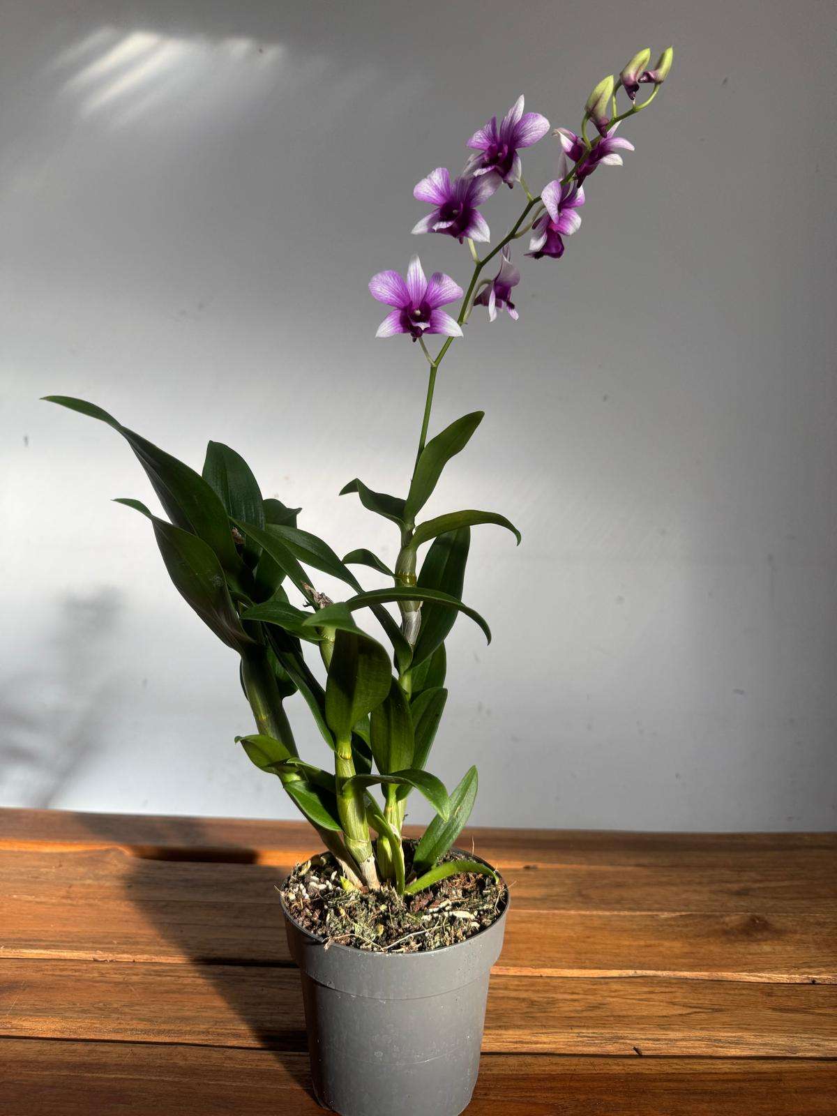 Dendrobium Sa-Nook - V.12 - Image 2