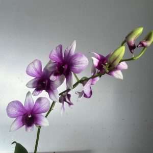 Dendrobium Sa-Nook - V.12