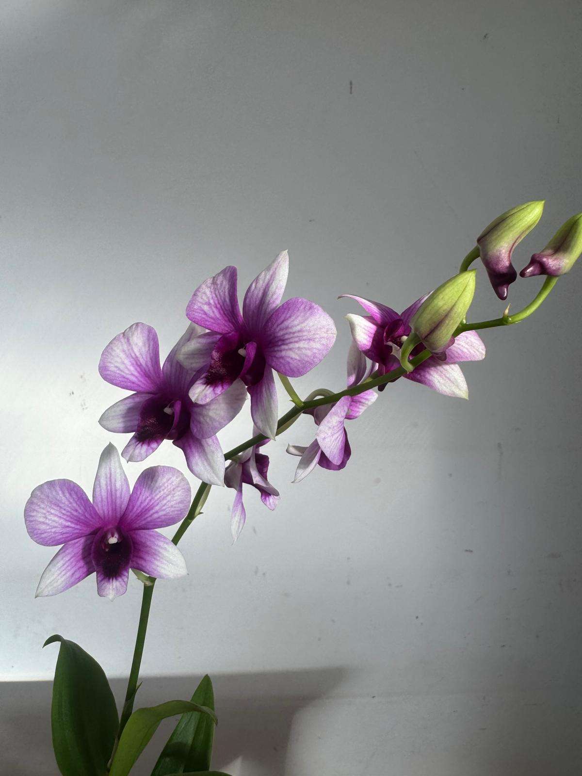 Dendrobium Sa-Nook - V.12