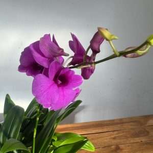 Dendrobium Sa-Nook - V.12