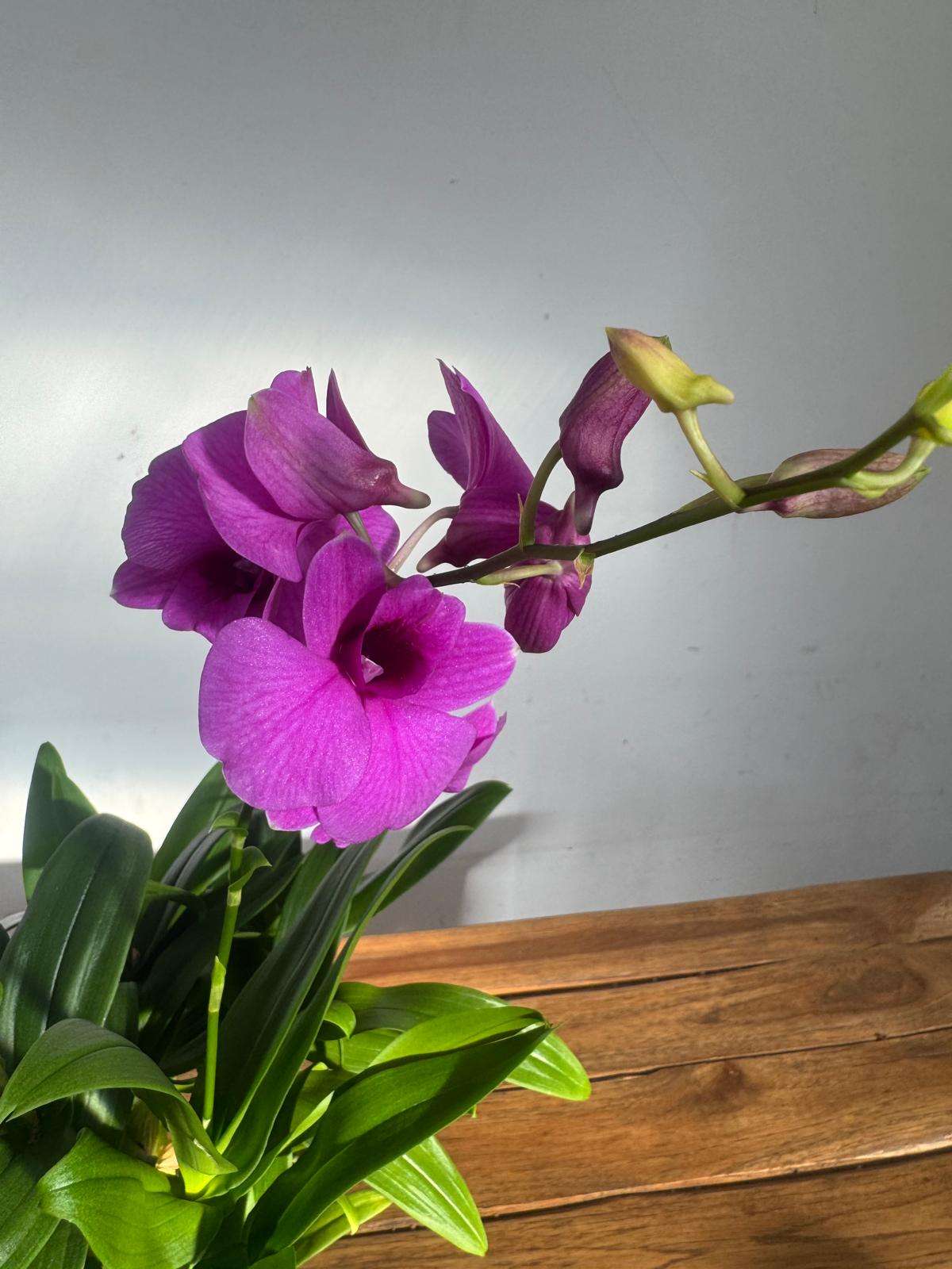 Dendrobium Sa-Nook - V.12
