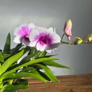 Dendrobium Sa-Nook - V.12