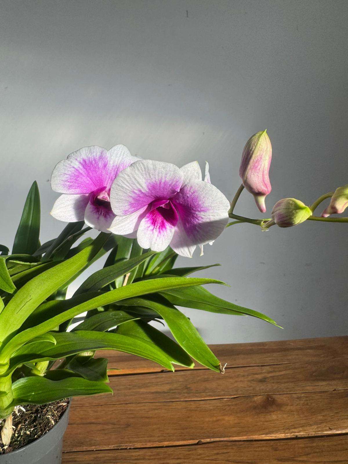 Dendrobium Sa-Nook - V.12