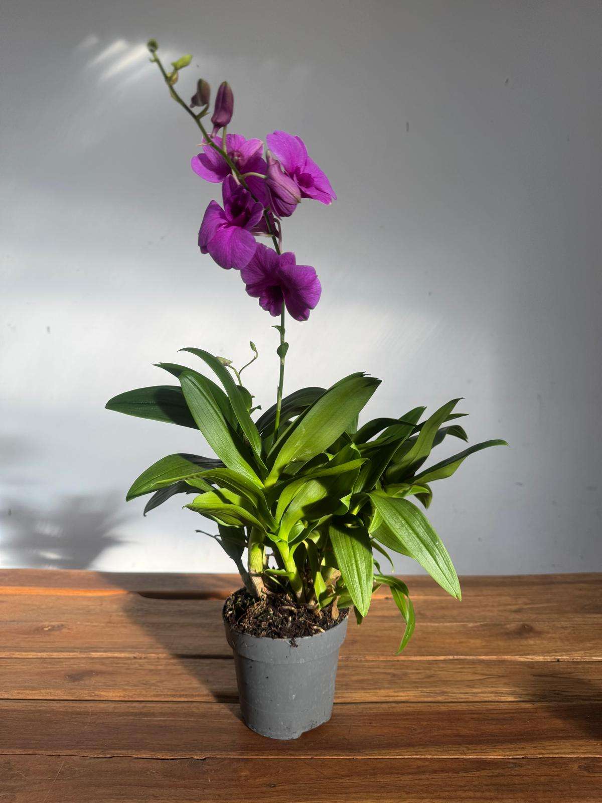 Dendrobium Sa-Nook - V.12 - Image 2