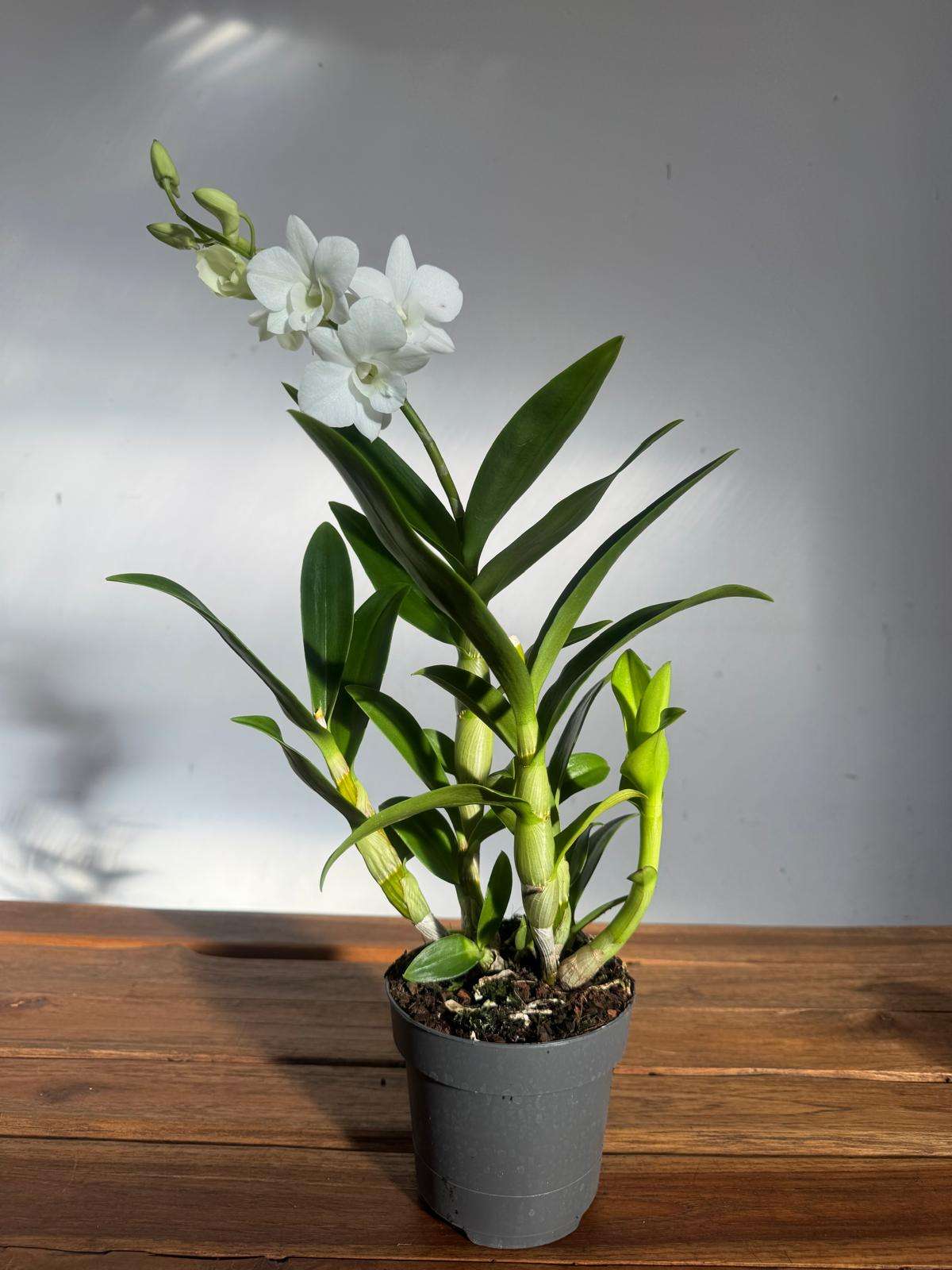 Dendrobium Sa-Nook - V.12 - Image 2