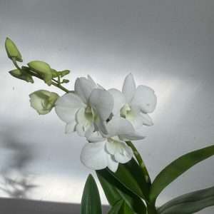 Dendrobium Sa-Nook - V.12