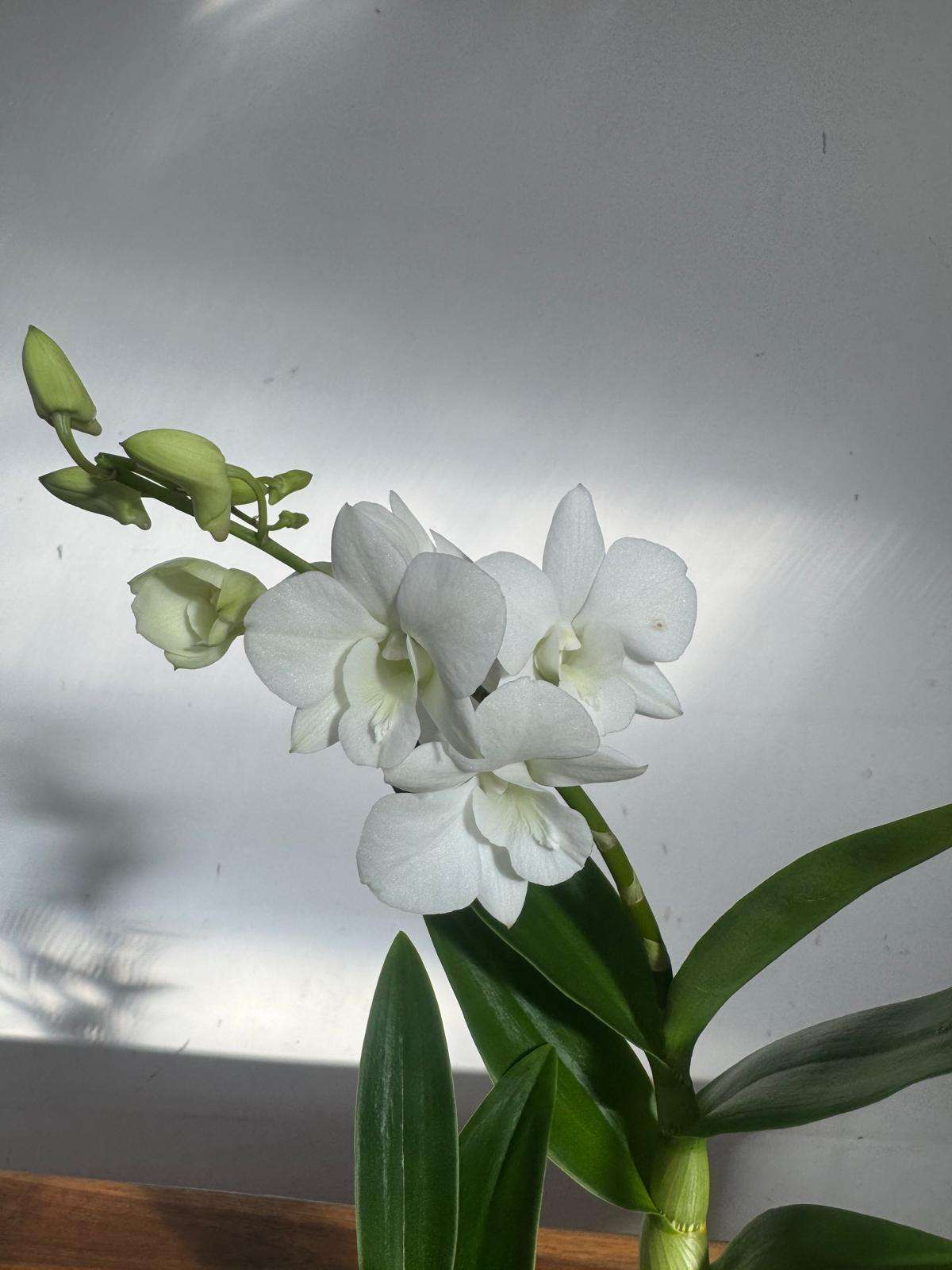 Dendrobium Sa-Nook - V.12