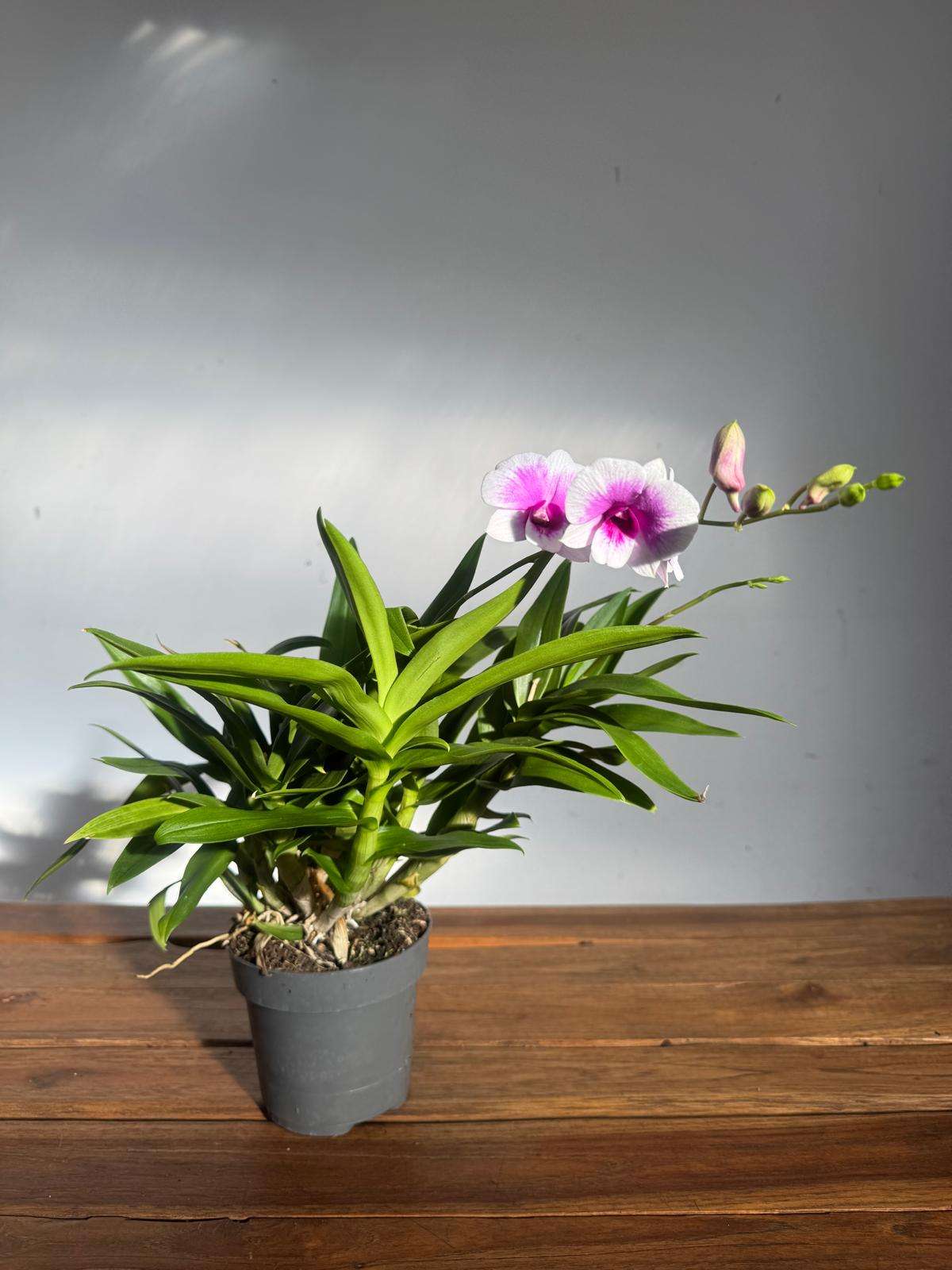 Dendrobium Sa-Nook - V.12 - Image 2
