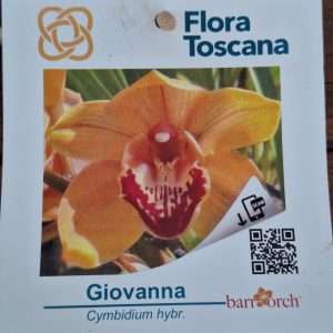 Cymbidium Flora Toscana - Sem Flor V.9 - 'Giovanna'