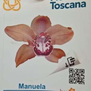 Cymbidium Flora Toscana - Sem Flor V.9 - 'Manuela'