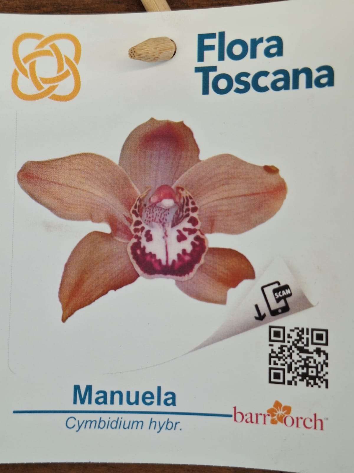 Cymbidium Flora Toscana - Sem Flor V.9 - 'Manuela'