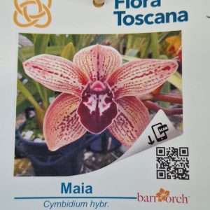 Cymbidium Flora Toscana - Sem Flor V.9 - 'Maia'