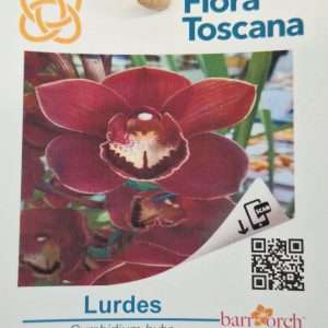 Cymbidium Flora Toscana - Sem Flor V.9 - 'Lurdes'