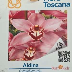 Cymbidium Flora Toscana - Sem Flor V.9 - 'Aldina'