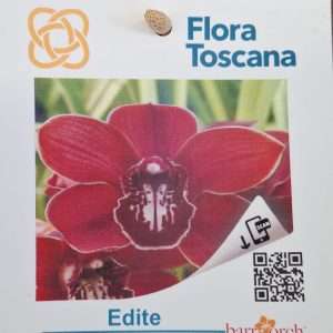 Cymbidium Flora Toscana - Sem Flor V.9 - 'Edite'