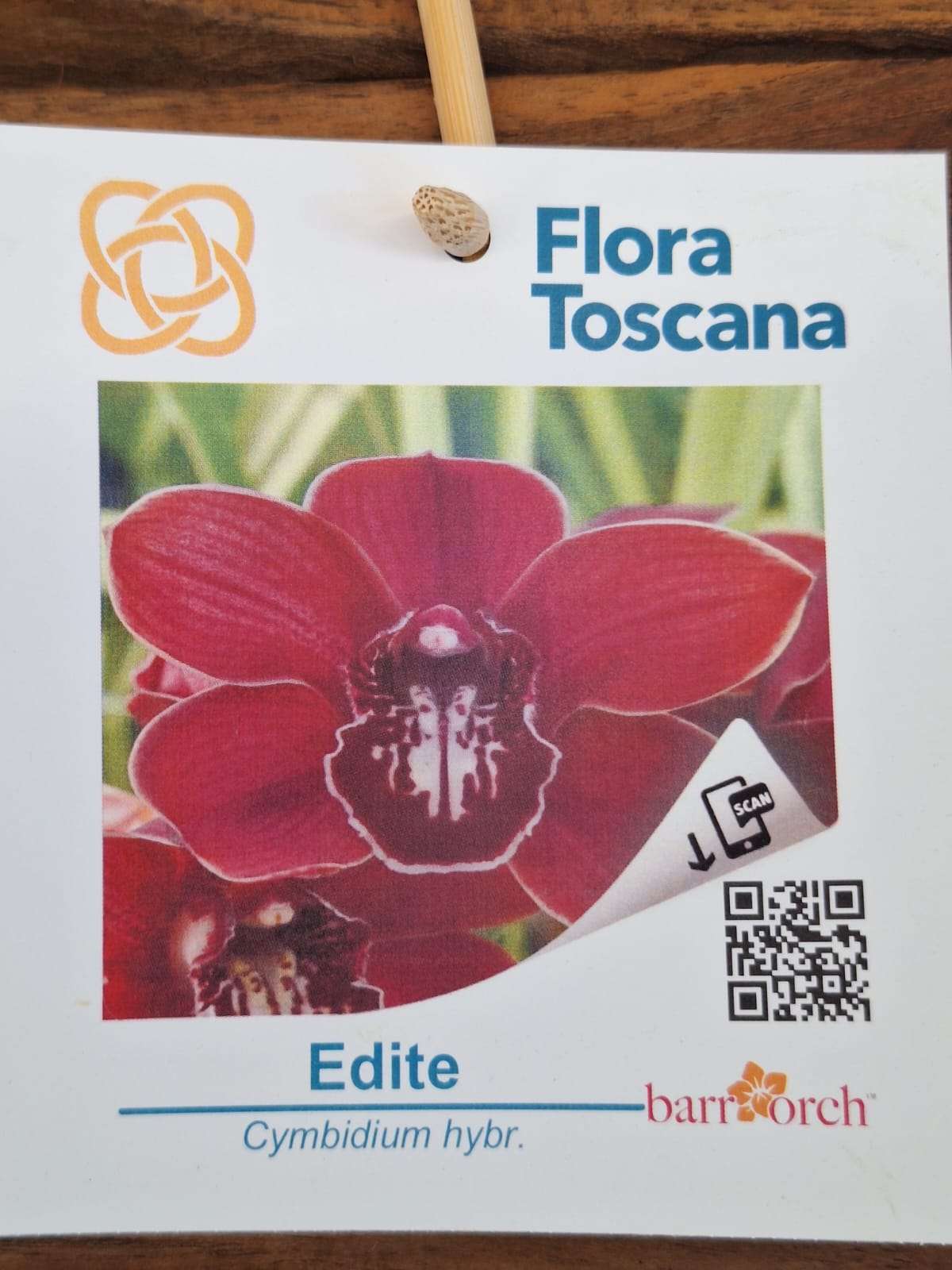 Cymbidium Flora Toscana - Sem Flor V.9 - 'Edite'