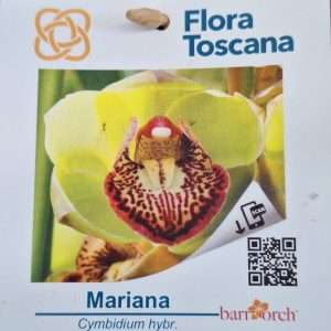 Cymbidium Flora Toscana - Sem Flor V.9 - 'Mariana'