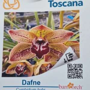 Cymbidium Flora Toscana - Sem Flor V.9 - 'Dafne'