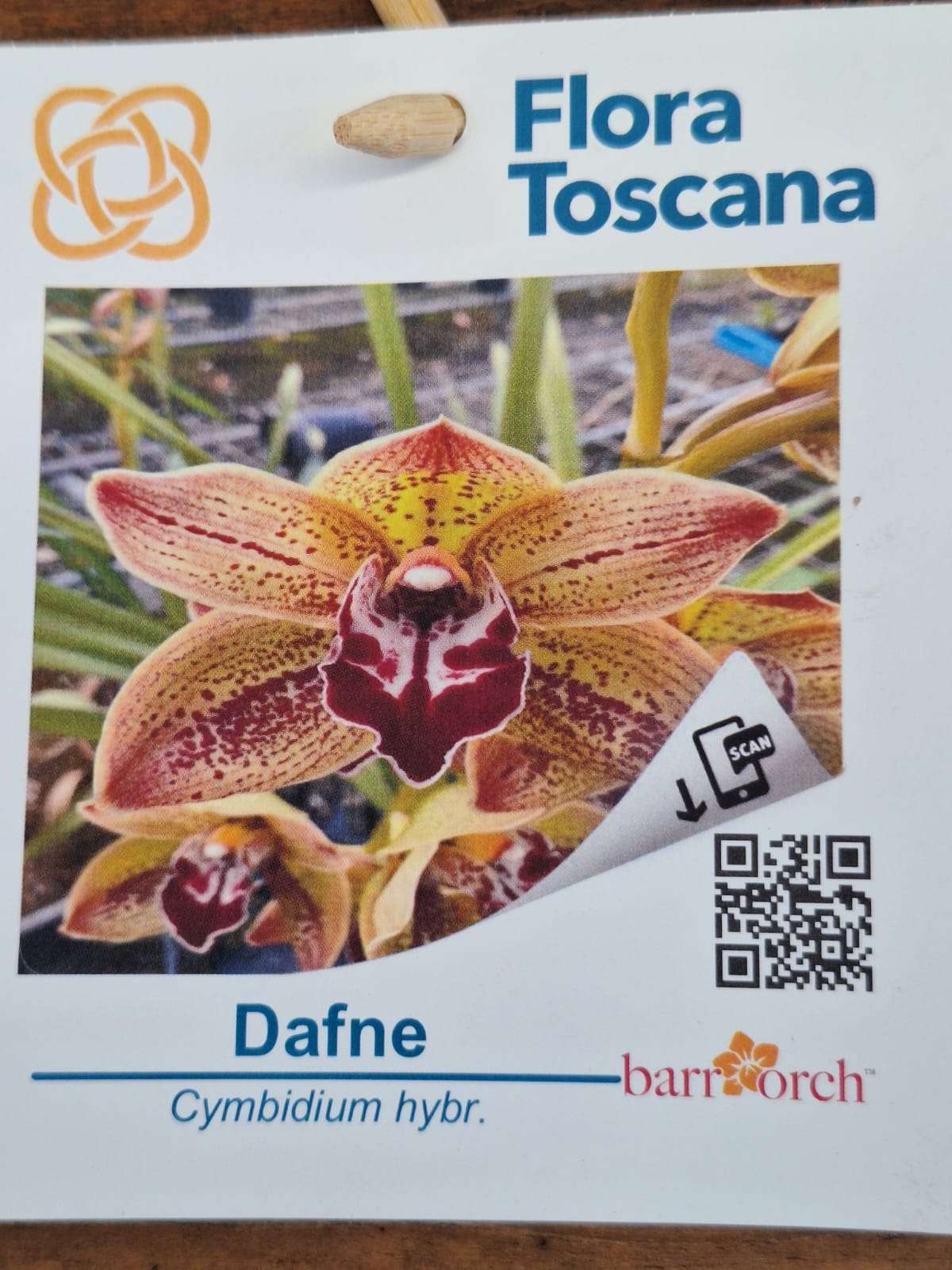 Cymbidium Flora Toscana - Sem Flor V.9 - 'Dafne'