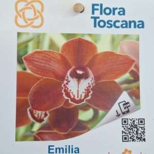 Cymbidium Flora Toscana - Sem Flor V.9 - 'Emilia'