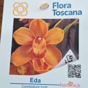 Cymbidium Flora Toscana - Sem Flor V.9 - 'Eda'