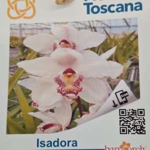 Cymbidium Flora Toscana - Sem Flor V.9 - 'Isadora'