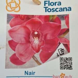 Cymbidium Flora Toscana - Sem Flor V.9 - 'Nair'