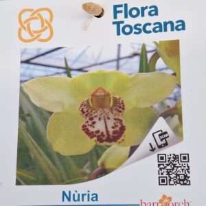 Cymbidium Flora Toscana - Sem Flor V.9 - 'Nuria'