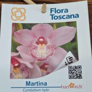 Cymbidium Flora Toscana - Sem Flor V.9 - 'Martina