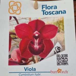 Cymbidium Flora Toscana - Sem Flor V.9 - 'Viola'