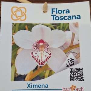 Cymbidium Flora Toscana - Sem Flor V.9 - 'Ximena'