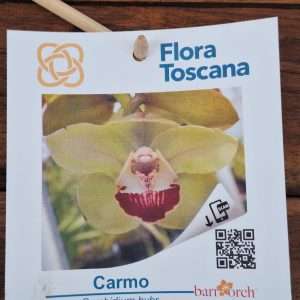 Cymbidium Flora Toscana - Sem Flor V.9 - 'Carmo'