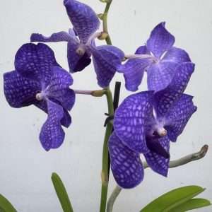 Vanda Hybrida 1 Haste - V.14