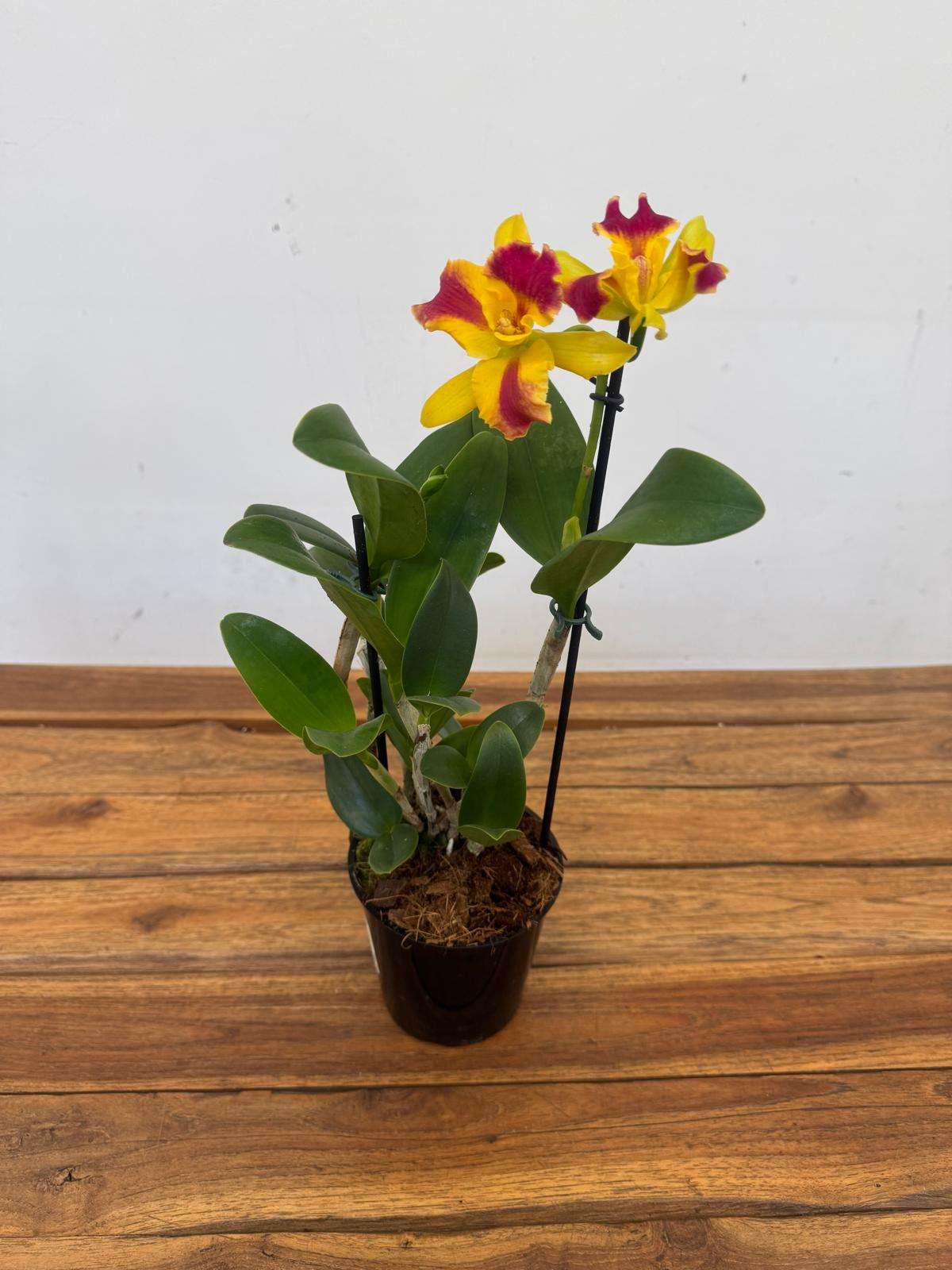 Cattleya Berta - V.12 - Image 2