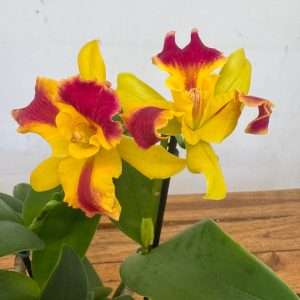 Cattleya Berta - V.12