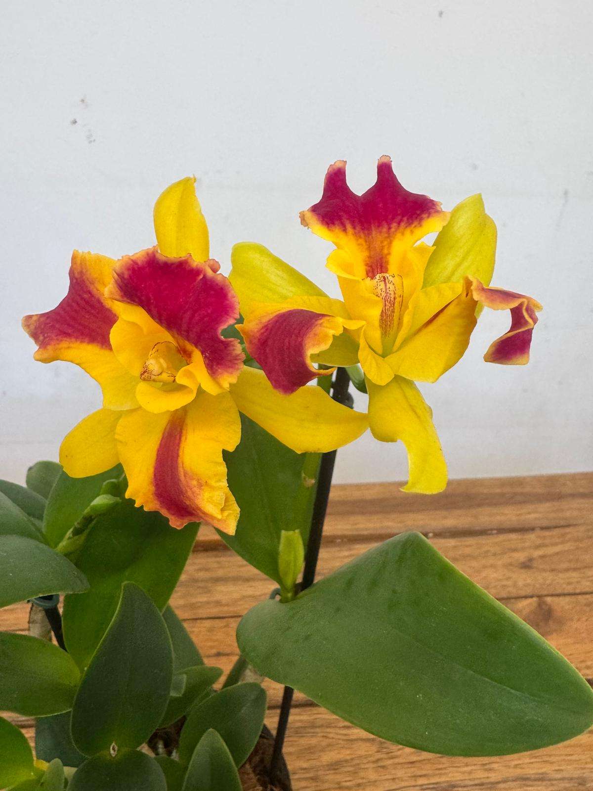 Cattleya Berta - V.12