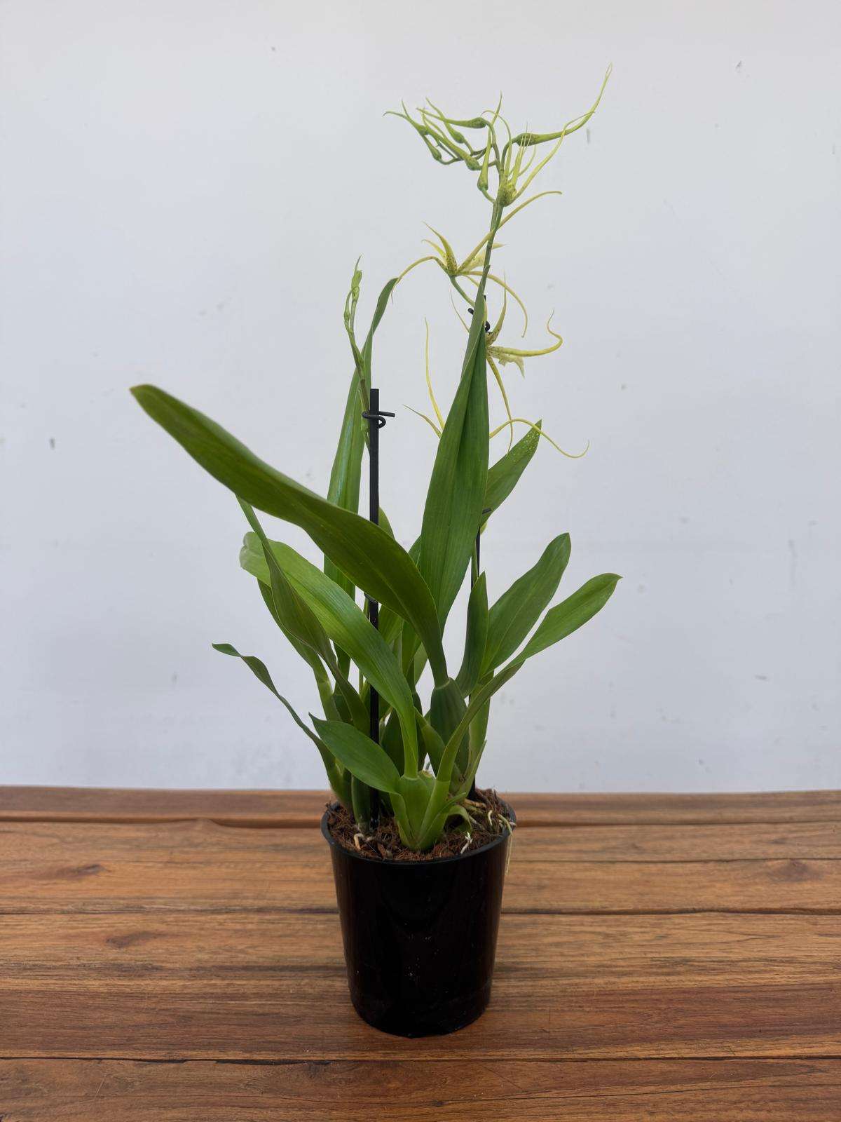 Brassia Fabian 2 Hastes - V.12 - Image 2