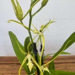Brassia Fabian 2 Hastes - V.12