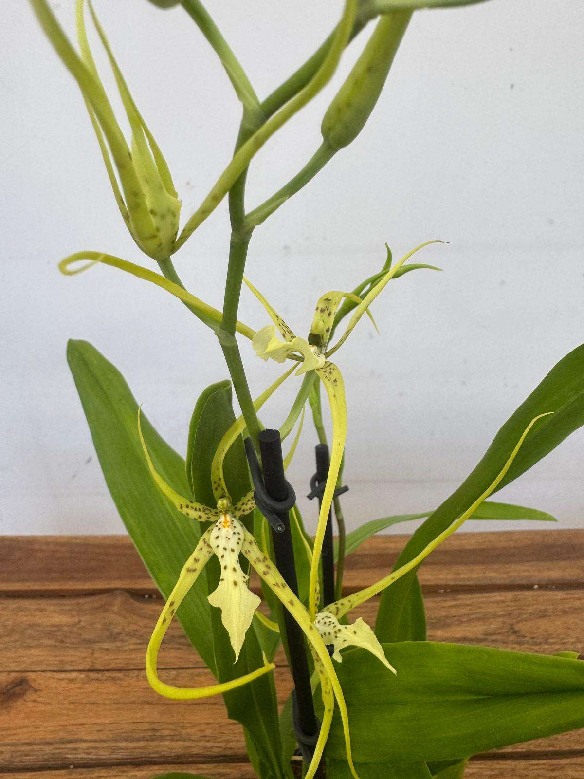 Brassia Fabian 2 Hastes - V.12