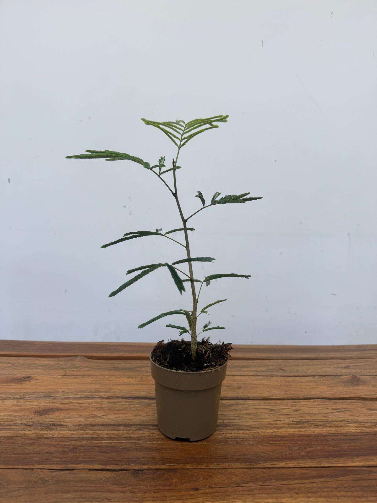 Cojoba Arborea - V.11 - Image 3